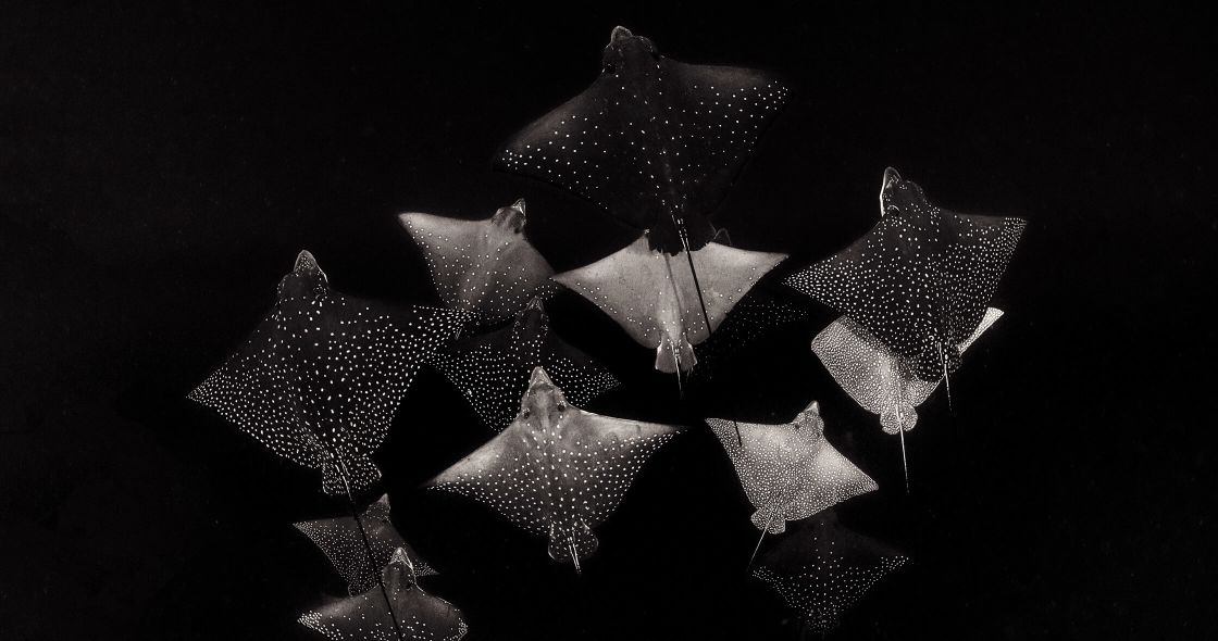 A Group Of Black And White Objects