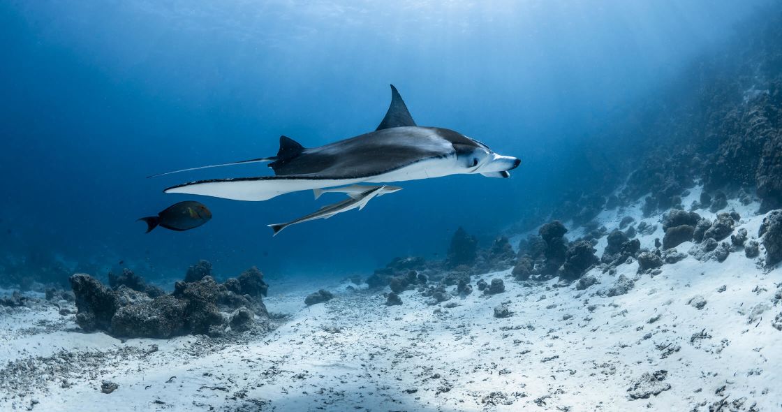 A Shark And A Fish Swimming In The Water