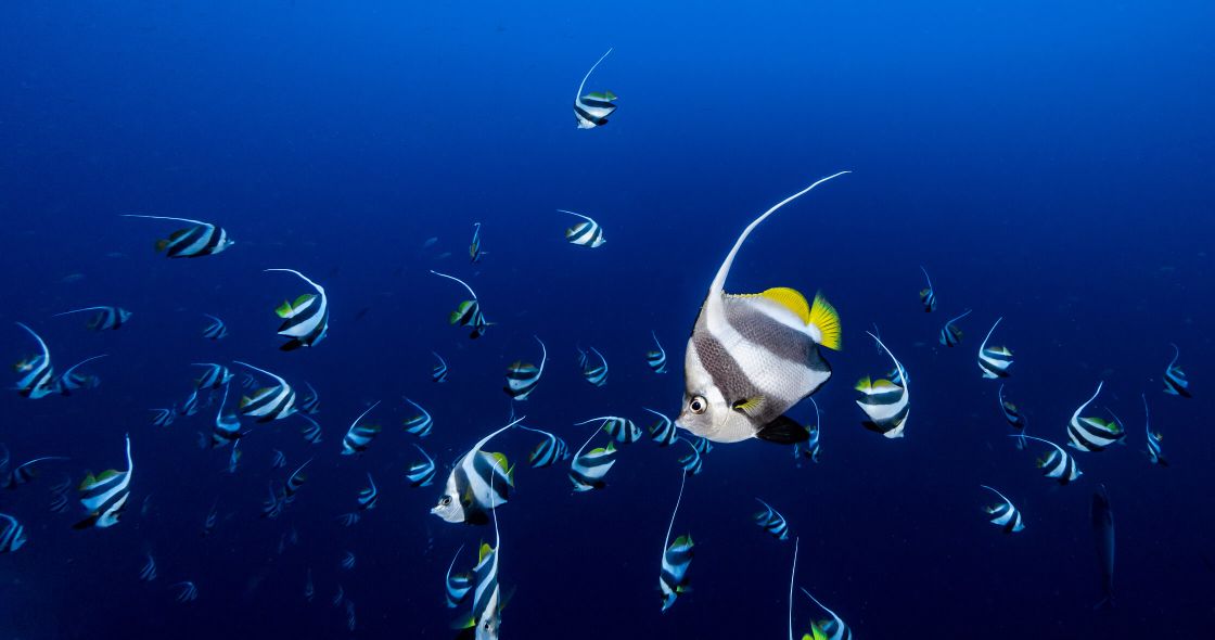 A Shark Swimming In The Water