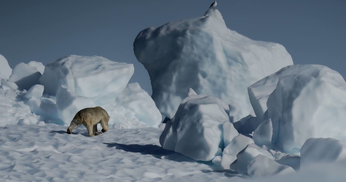 A Fox Walking On Snow
