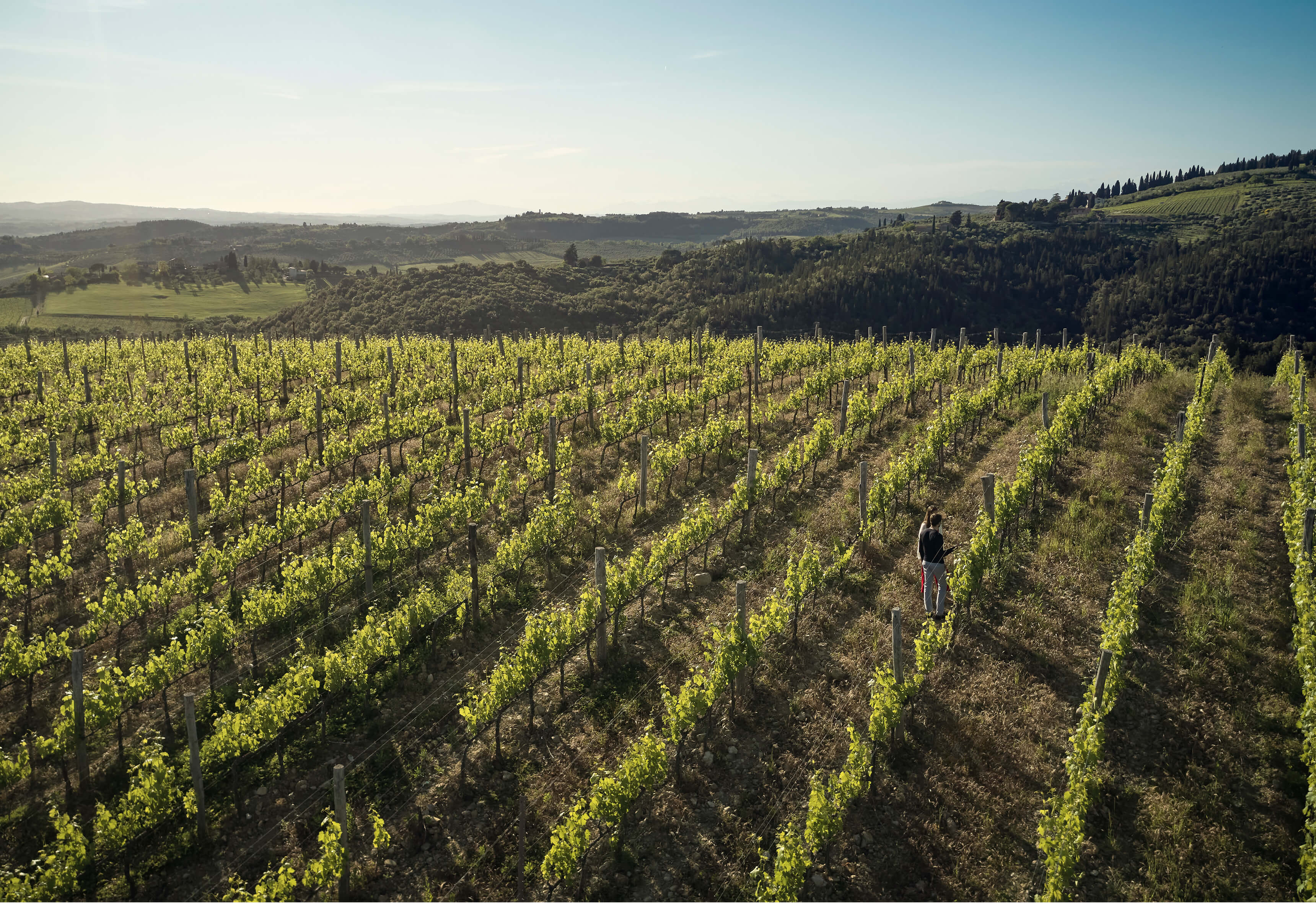 A Person Standing In A Field Of Crops