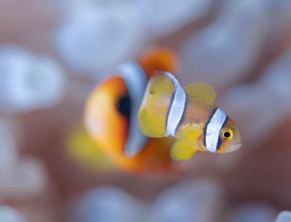 A Close Up Of A Fish