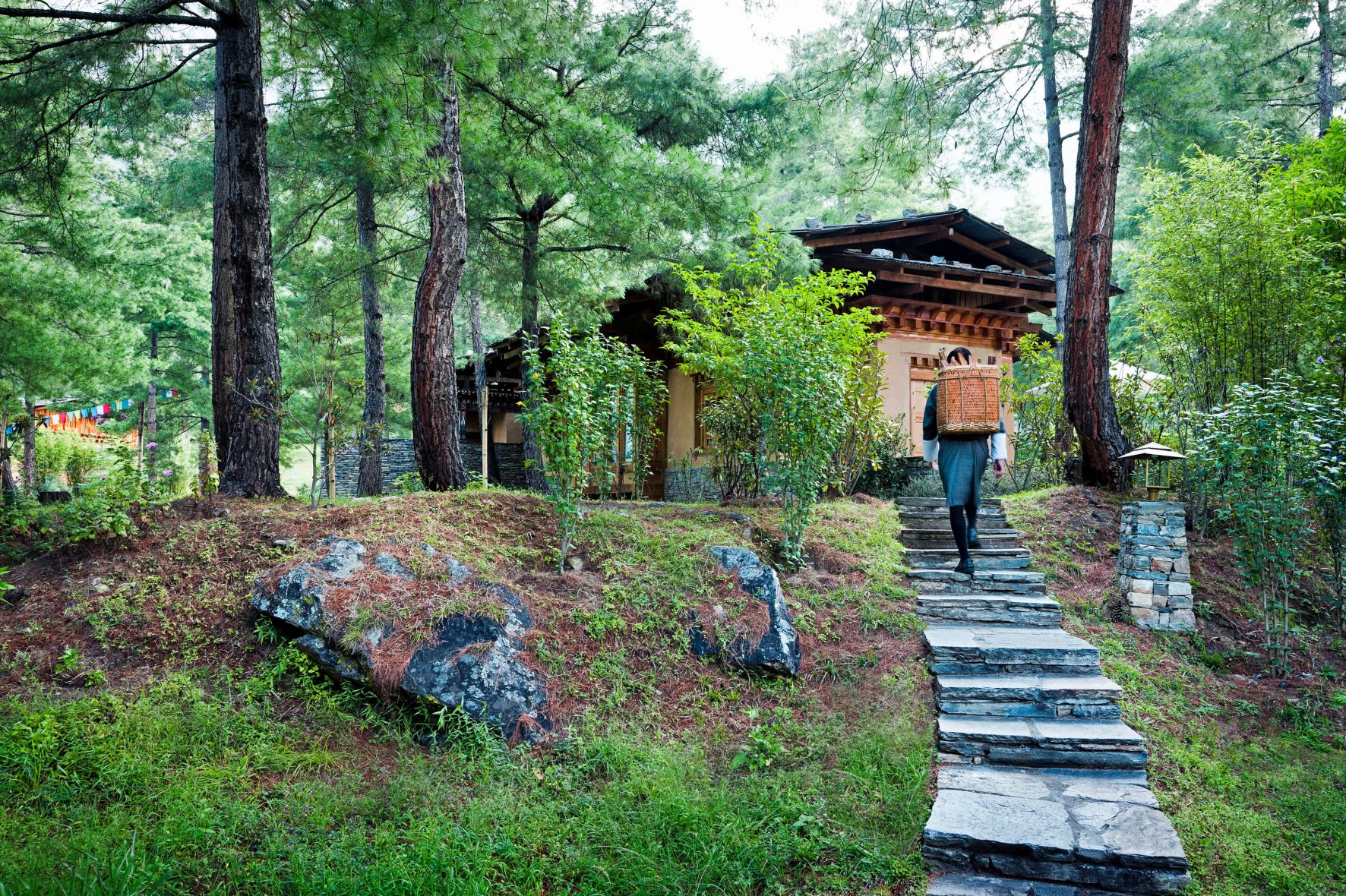 A Person Walking On A Path In A Forest