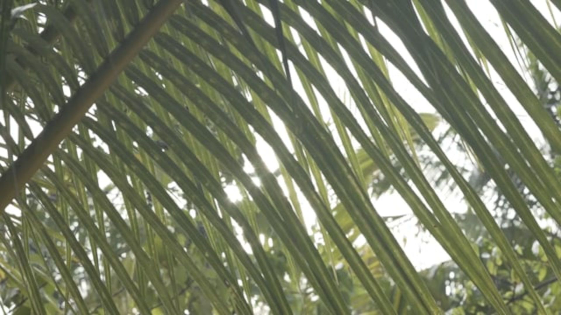 A Close Up Of Some Bamboo