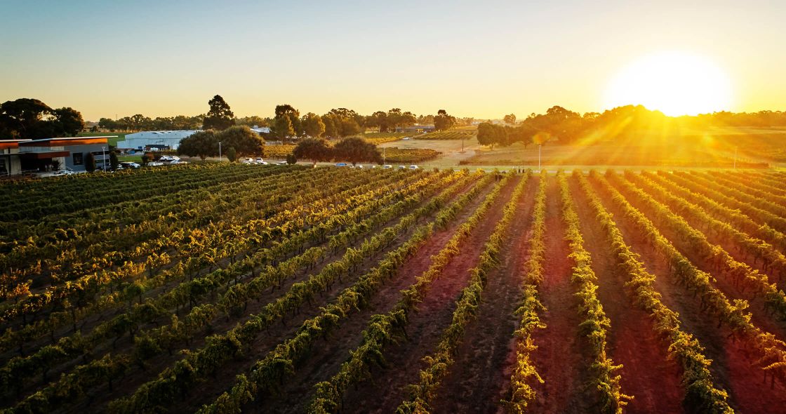 A Field Of Flowers With A Building In The Background