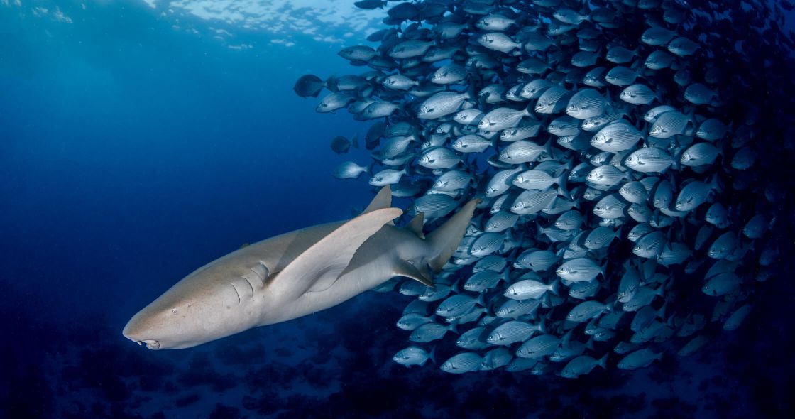 A Shark Swimming In The Water