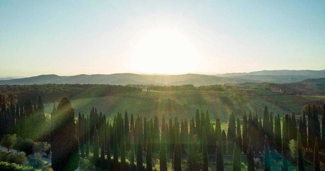 A Large Cactus Field