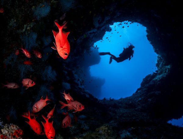 A School Of Fish Swimming In The Ocean