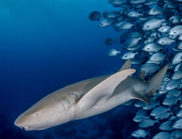 A Shark Swimming In The Water