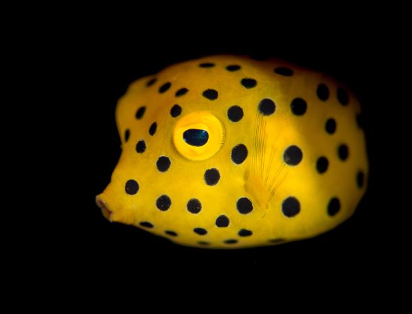 A Yellow And Black Bug